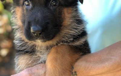 Cuccioli pastore tedesco Lombardia