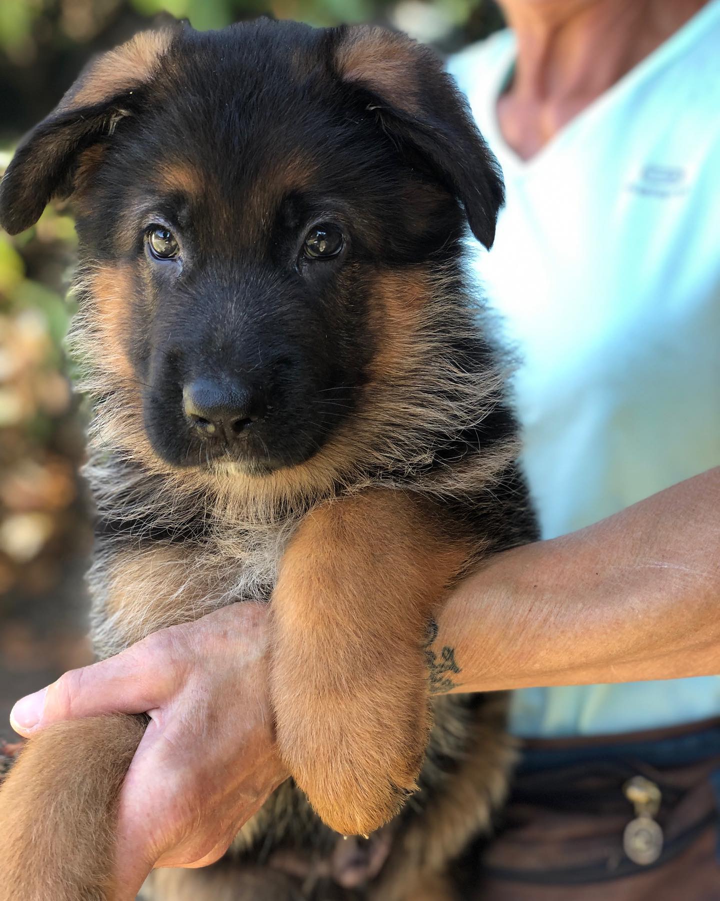 Cuccioli pastore tedesco Lombardia