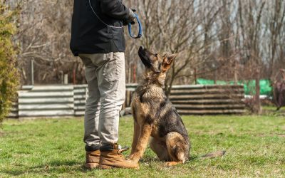 Corso addestramento cani Milano