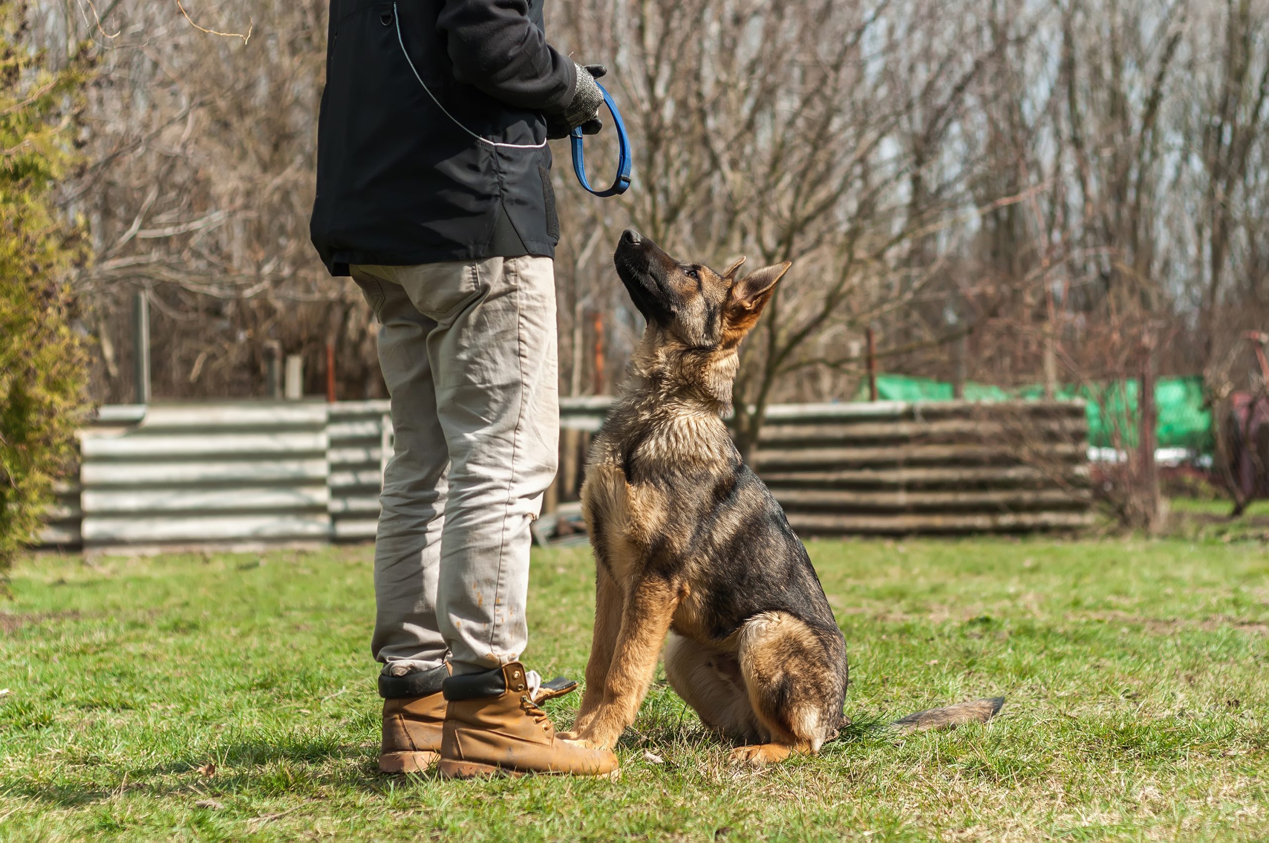 Corso addestramento cani Milano