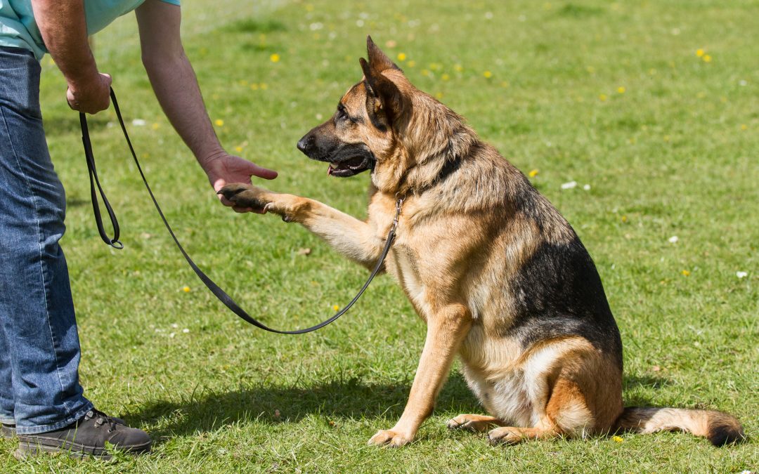 Corsi di addestramento per cani