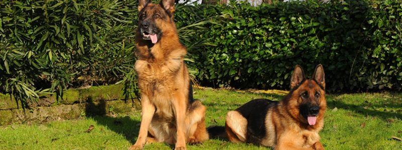 German Shepherd mating